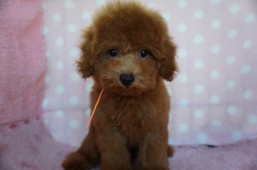 トイプードル(トイ)【長崎県・男の子・2021年6月5日・レッド】の写真「元気で可愛いい男の子」