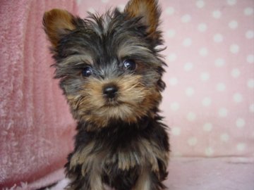 ヨークシャーテリア【長崎県・男の子・2018年2月7日・スチ-ルブル-&タン】の写真「小振りでとても可愛い　1.35キロ　6/5」