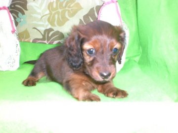 カニンヘンダックスフンド(ロング)【長崎県・女の子・2015年8月26日・レッド】の写真「元気で可愛い女の子です。」