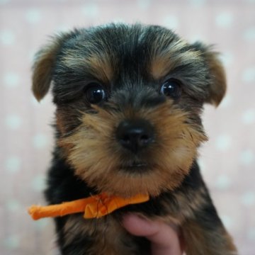 ヨークシャーテリア【長崎県・女の子・2024年2月20日・スチ-ルブル】の写真「小振りでかわいい女の子」