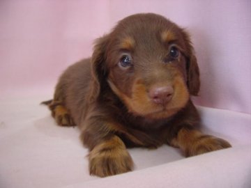 ミニチュアダックスフンド(ロング)【長崎県・男の子・2014年8月5日・チョコタン】の写真「元気でとてもかわいい」