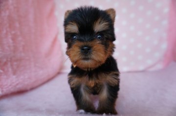 ヨークシャーテリア【長崎県・女の子・2020年2月8日・スチ-ルブル-】の写真「小振りで可愛い女の子」