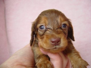 カニンヘンダックスフンド(ロング)【長崎県・女の子・2016年3月12日・レッド】の写真「元気で可愛い女の子です。」