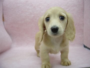 ミニチュアダックスフンド(ロング)【長崎県・女の子・2016年7月30日・クリ-ム】の写真「とても綺麗な女の子」