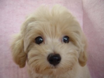 マルプ-【長崎県・男の子・2016年6月2日・クリ-ム】の写真「元気でとても可愛い男の子」