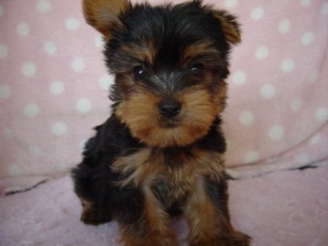 ヨークシャーテリア【長崎県・女の子・2018年5月31日・スチ-ルブル-&タン】の写真「小振りでとても可愛い　」