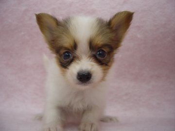 パピヨン【長崎県・女の子・2016年7月30日・レッド&ホワイト】の写真「小振りで可愛い女子です。」