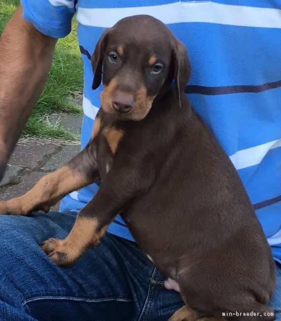ID:1709-00308の子犬