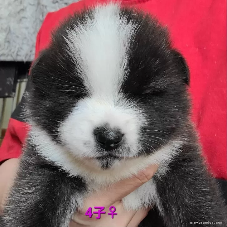 A.T 様のお迎えした子犬