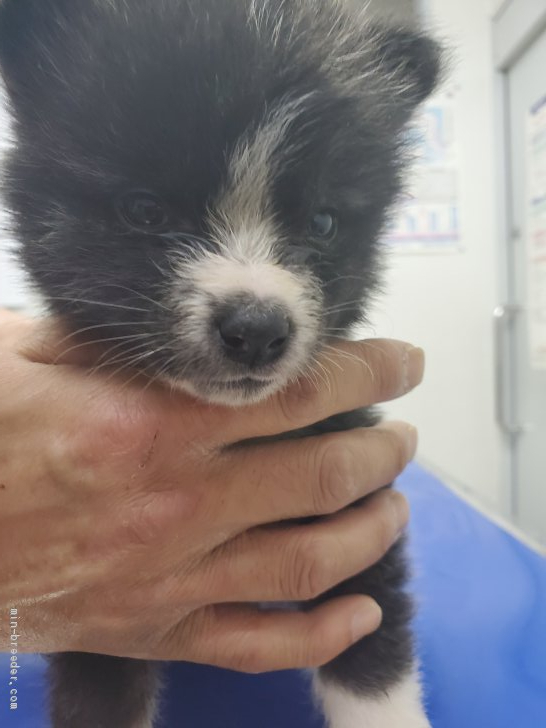 秋田犬 北海道 女の子 21年2月6日 黒虎 某有名アーティストのmvに出演した秋田犬の妹 みんなのブリーダー 子犬id 2102 秋田犬 北海道 女の子 21年2月6日 黒虎 某有名アーティストのmvに出演した秋田犬の妹 みんなのブリーダー 子犬id 2102