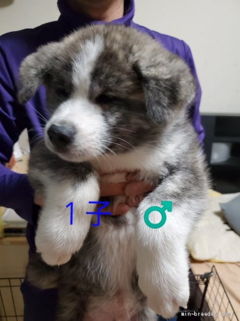 秋田犬 北海道 男の子 年10月19日 霜降虎 霜降虎毛の男の子 みんなのブリーダー 子犬id 11 秋田犬 北海道 男の子 年10月19日 霜降虎 霜降虎毛の男の子 みんなのブリーダー 子犬id 11