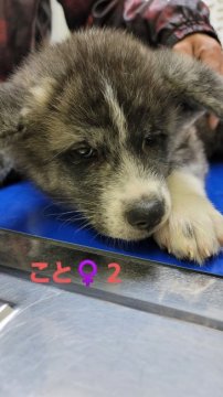 秋田犬【北海道・女の子・2021年10月13日・黒虎】の写真「黒虎の女の子」
