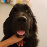 ニューファンドランド