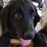 ニューファンドランド