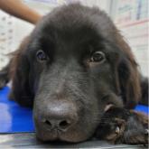 ニューファンドランド