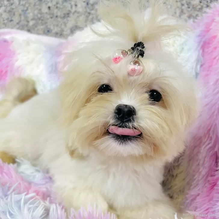 ID：2506-07394の子犬
