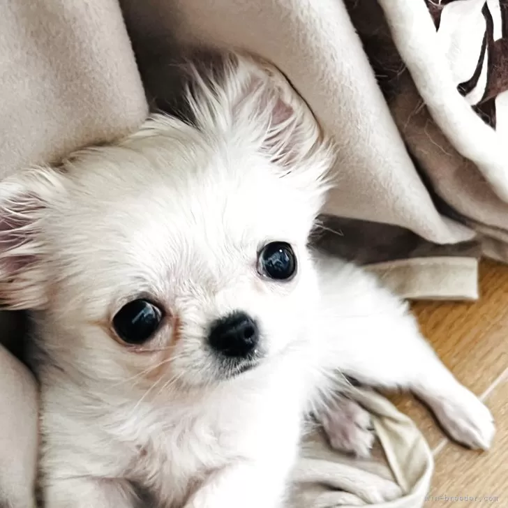 ID：2504-02132の子犬