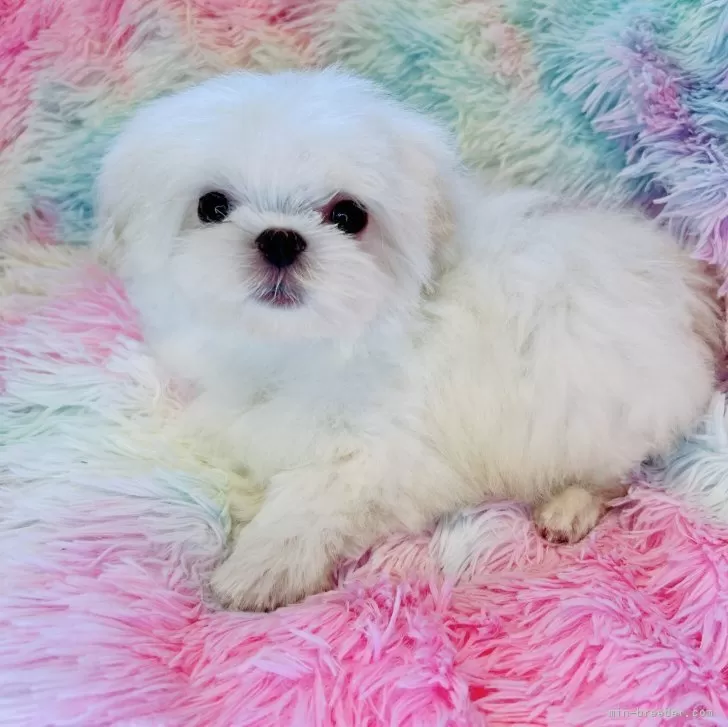 ID:2404-03638の子犬