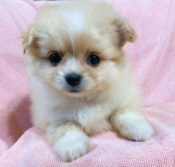 キラキラポメプーチ💓(ポメラニアン×プーチ)【神奈川県・女の子・2020年10月15日・ゴールド(オレンジ)】の写真「キラキラの瞳、綺麗なコートのポメプーチちゃん」