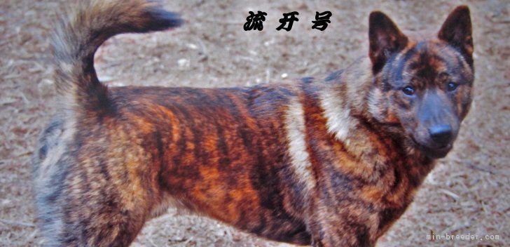 代表犬｜佐伯　好彦(さえき　よしひこ)ブリーダー(東京都・甲斐犬・甲斐犬愛護会登録)の紹介写真1