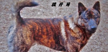 東京都でおすすめの甲斐犬のブリーダー特集 みんなのペットライフ