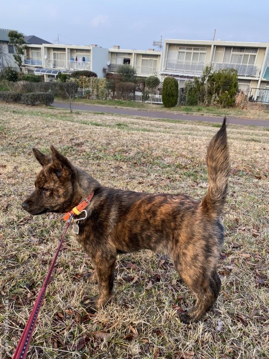 佐伯好彦ブリーダーのブログ：飼主様から当犬舎出身のワンコ達の写真が送られて来ました！