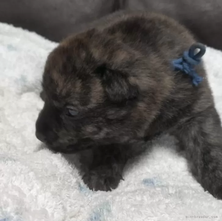 T.K 様のお迎えした子犬