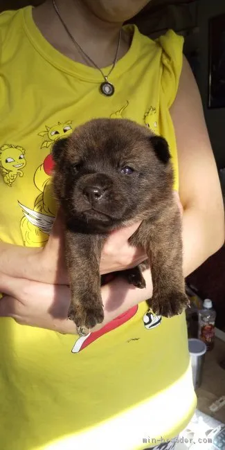 コカゲ 様のお迎えした子犬