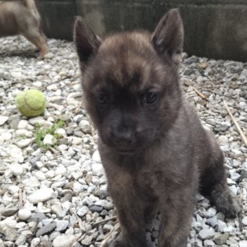 甲斐犬【東京都・男の子・2024年3月18日・赤虎毛】の写真「将来的には濃い赤虎毛を予想しています。」