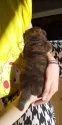 甲斐犬【東京都・男の子・2020年10月15日・赤虎毛】の写真2