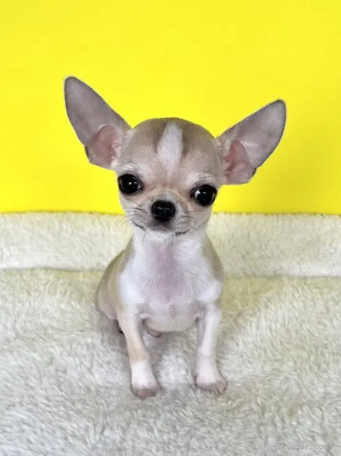 ID:2201-01430の子犬