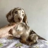 ミニチュアダックスフンド(ロング)【宮崎県・女の子・2025年5月23日・チョコレートダップル】の写真11