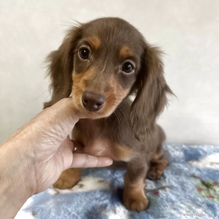 ミニチュアダックスフンド(ロング)【宮崎県・女の子・2025年9月10日・チョコレートタン】の写真1