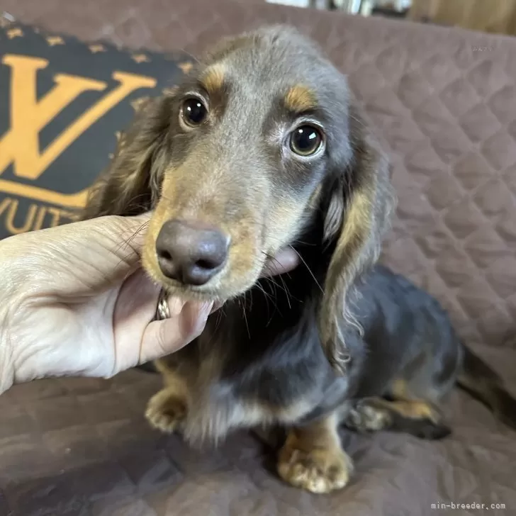 saz 様のお迎えした子犬