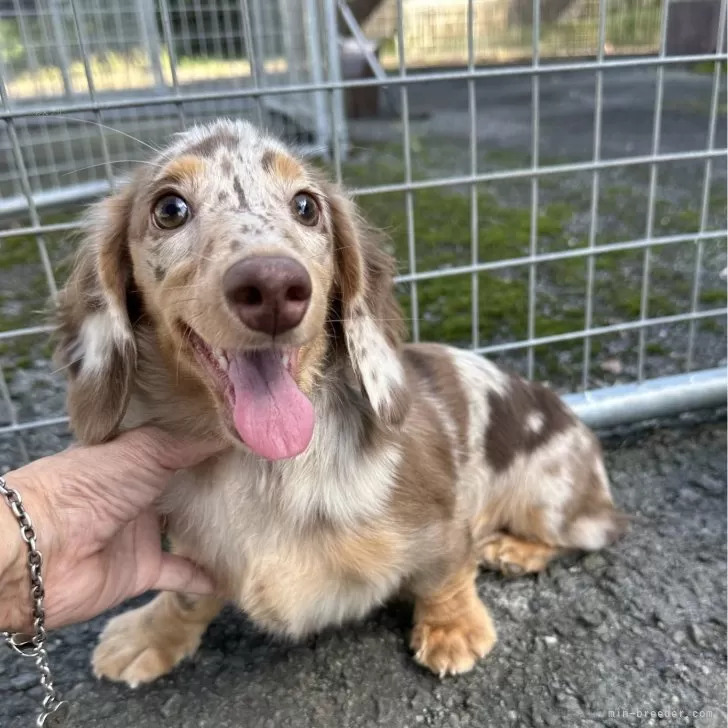 ミニチュアダックスフンド(ロング)【宮崎県・女の子・2025年5月23日・チョコレートダップル】の写真1