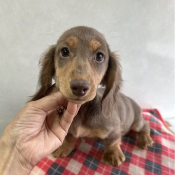 ミニチュアダックスフンド(ロング)【宮崎県・男の子・2025年9月10日・チョコレートタン】の写真「可愛い男の子です❤️」