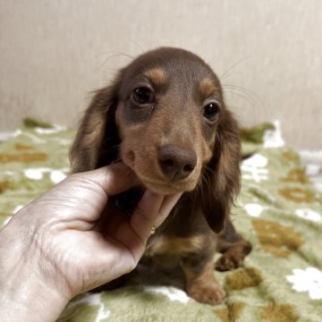いたこー　チョコクリームタン　クリームダックス チョコ＆クリームのミニチュアダックスフンドの子犬を探す
