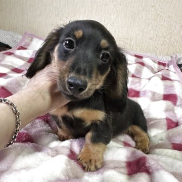 ミニチュアダックスフンド(ロング)【宮崎県・男の子・2025年1月15日・ブラックタン】の写真「可愛い男の子です♡♡」