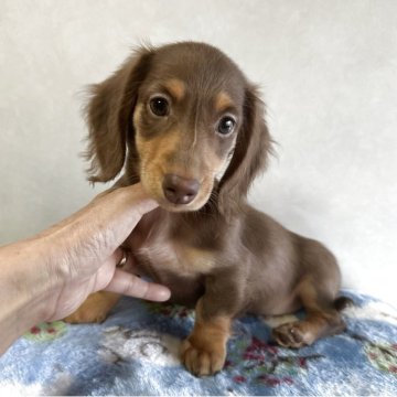 ミニチュアダックスフンド(ロング)【宮崎県・男の子・2025年9月10日・チョコレートタン】の写真「可愛い男の子です❤️」