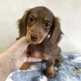 ミニチュアダックスフンド(ロング)【宮崎県・女の子・2025年9月10日・チョコレートタン】の写真1