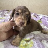 ミニチュアダックスフンド(ロング)