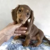 ミニチュアダックスフンド(ロング)【宮崎県・女の子・2025年9月10日・チョコレートタン】の写真1