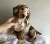 ミニチュアダックスフンド(ロング)【宮崎県・女の子・2025年5月23日・チョコレートダップル】の写真2