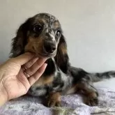 ミニチュアダックスフンド(ロング)【宮崎県・女の子・2025年5月23日・シルバーダップル】の写真4