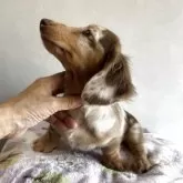 ミニチュアダックスフンド(ロング)【宮崎県・女の子・2025年5月23日・チョコレートダップル】の写真5