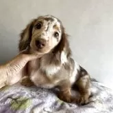 ミニチュアダックスフンド(ロング)【宮崎県・女の子・2025年5月23日・チョコレートダップル】の写真6