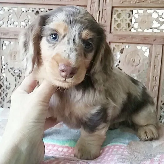 レアミラ 様のお迎えした子犬