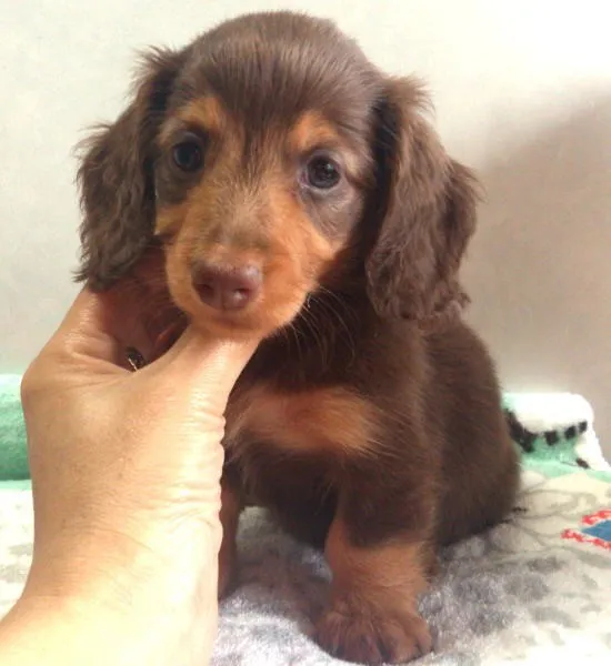 ID:1306-00498の子犬