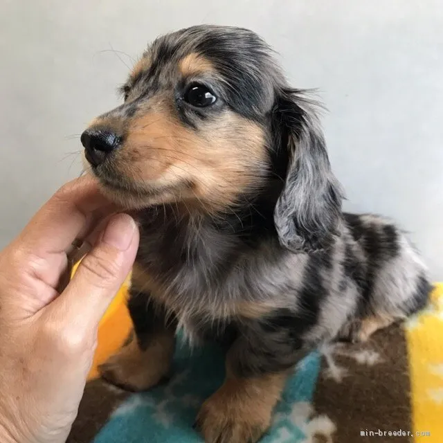 ID：1905-00399の子犬