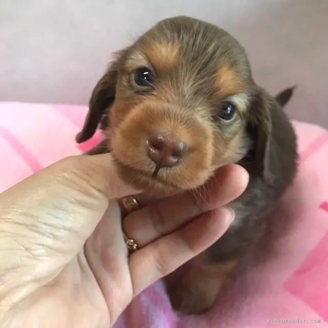 アン 様のお迎えした子犬